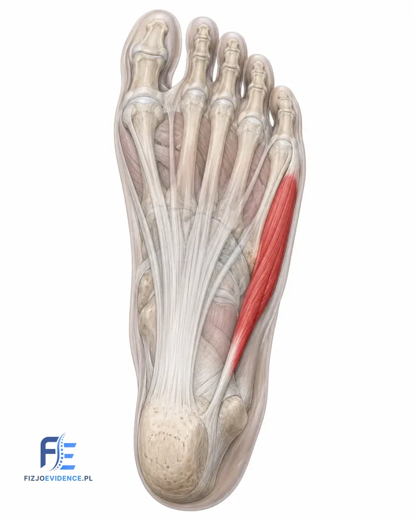 Mięsień odwodziciel palca małego