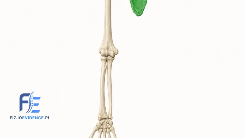 Łopatka