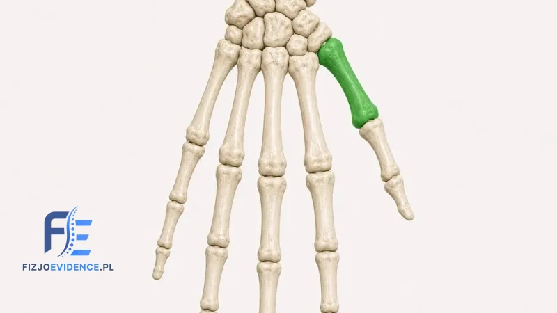 Kość śródręcza I