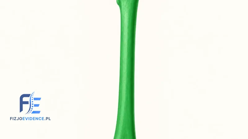 Kość udowa