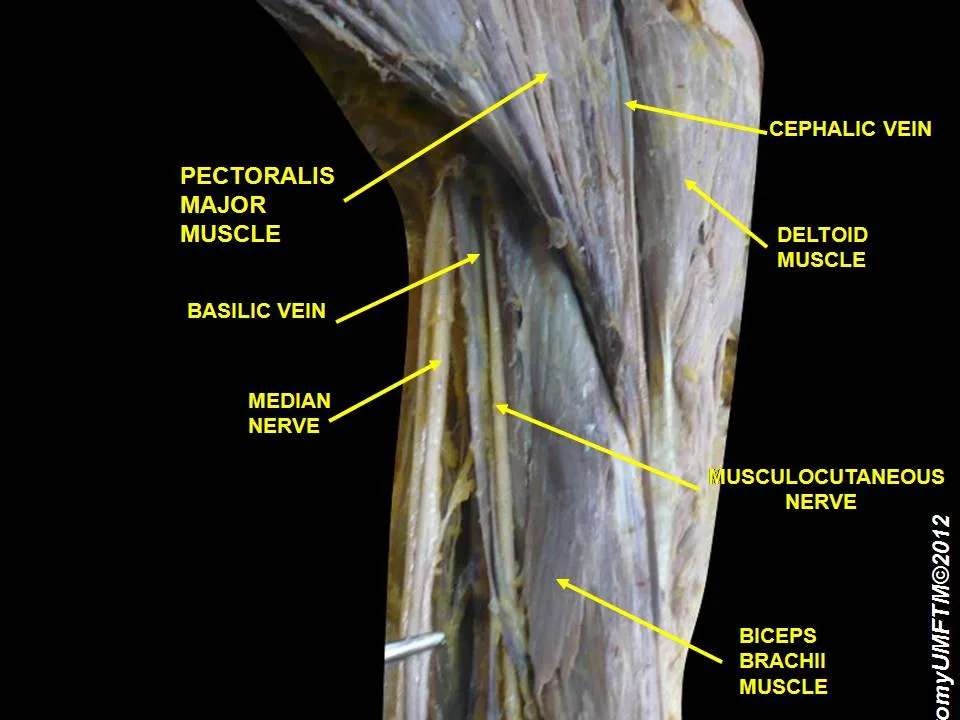Fotografia preparatu anatomicznego: Mięsień dwugłowy ramienia