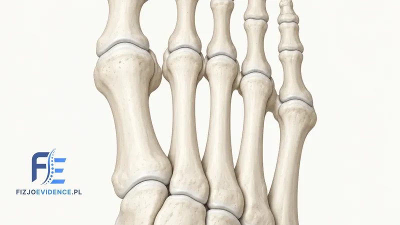 Staw międzypaliczkowy palucha
