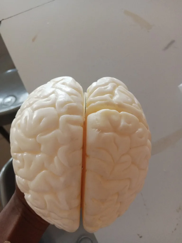 Jasny model anatomiczny mózgu z widocznymi półkulami i bruzdami, trzymany w dłoni.