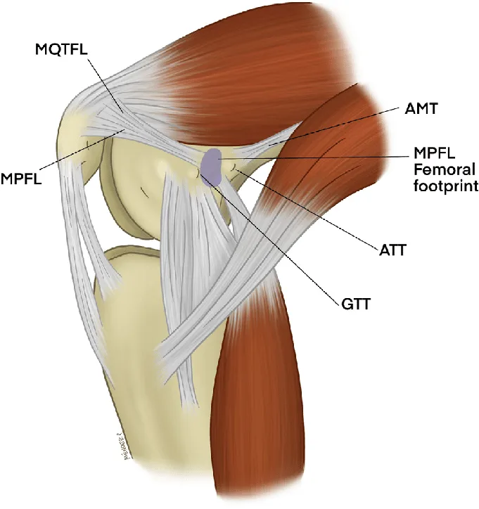 Ilustracja anatomiczna przyśrodkowej strony stawu kolanowego.