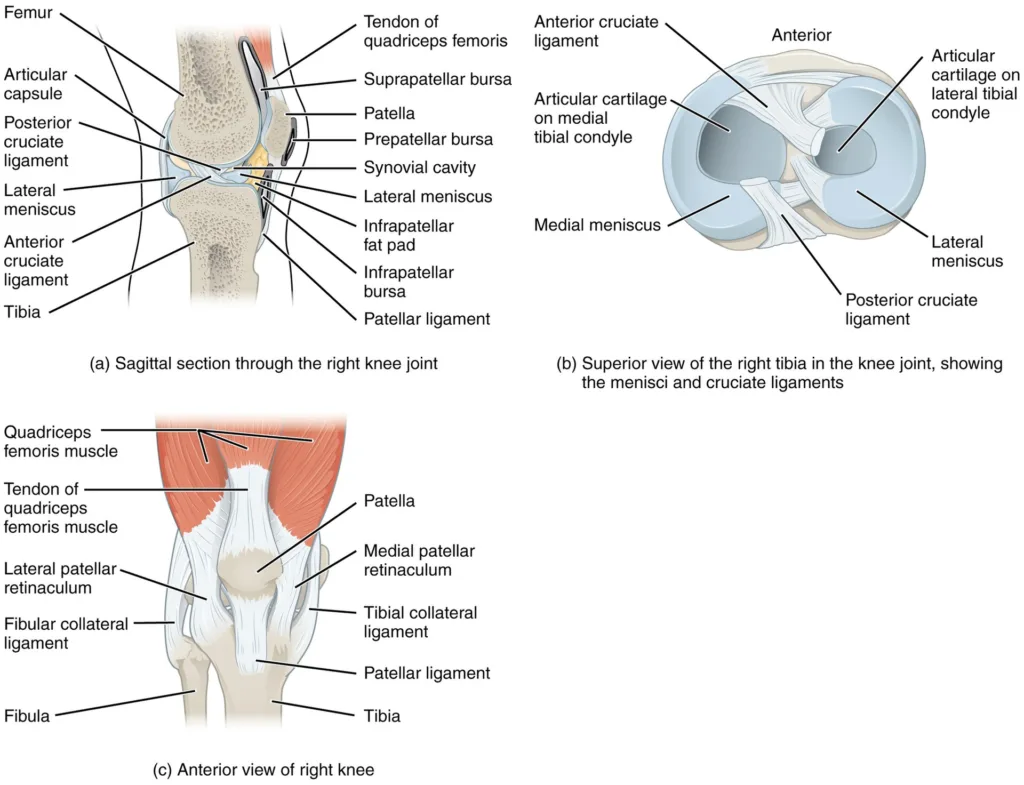 Ilustracja anatomii stawu kolanowego, więzadeł i łąkotek.