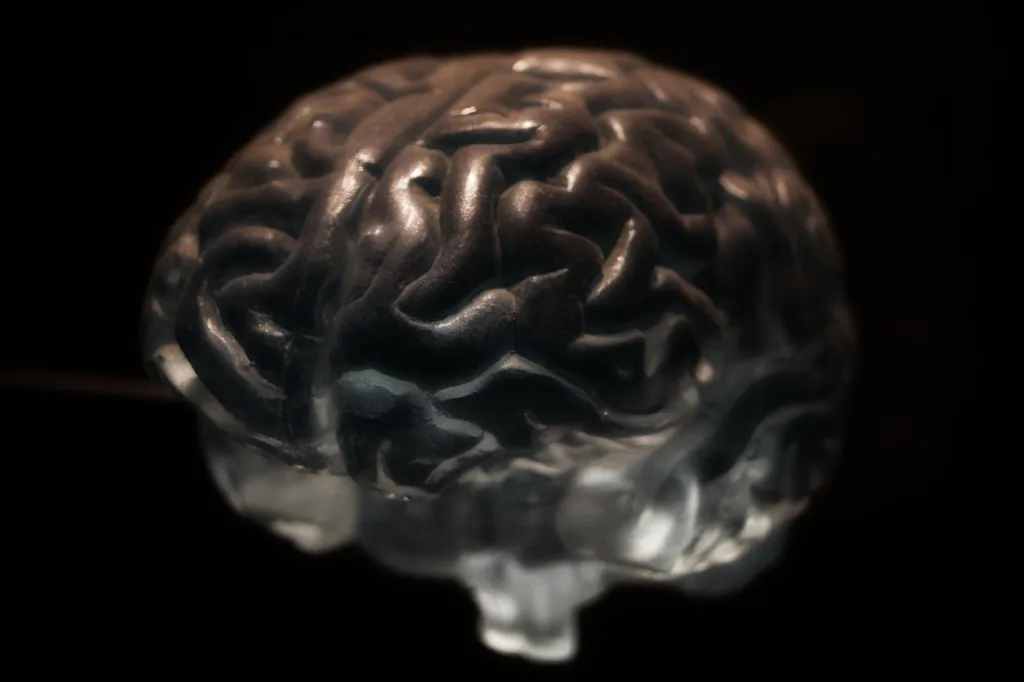 Model anatomiczny mózgu.
